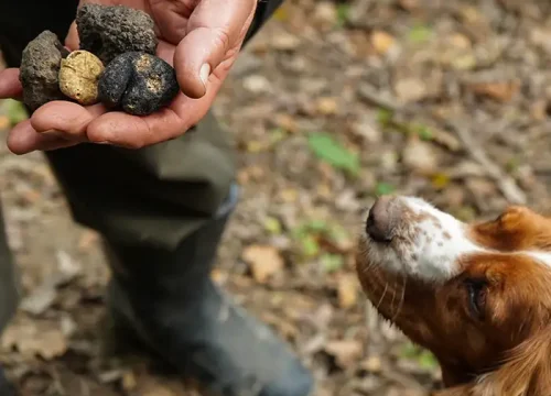 Хорватия<p>Охота на трюфели